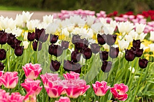 Dark burgundy fringed tulip row between bright pink and white tulips