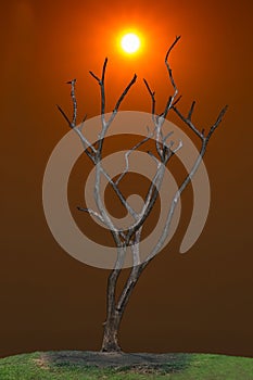 Dark and burned of dead tree on twilight sky with sunset background