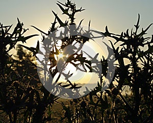 Dark bush of black thorns