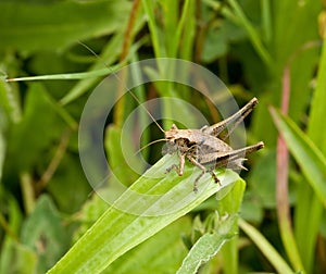 Dark Bush-cricket