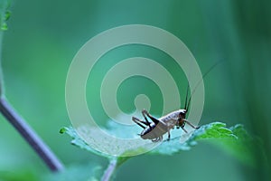 dark bush-cricket in the green herbs at the forrest