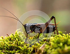 Dark Bush Cricket on Moss