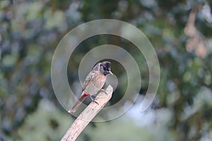 Dark-caped bulbul perched dry tree stem in nature