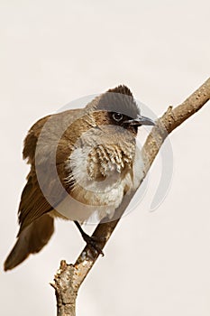 Dark-Capped BulBul (Blackeyed)