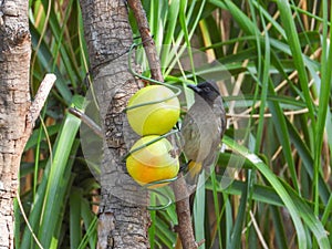 Dark-capped bulbul isolated a birdfeeder