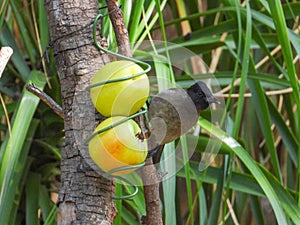 Dark-capped bulbul isolated a birdfeeder