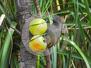Dark-capped bulbul isolated a birdfeeder