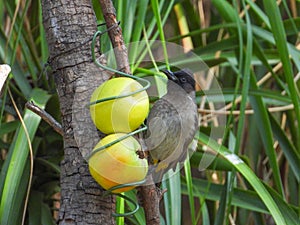 Dark-capped bulbul isolated a birdfeeder