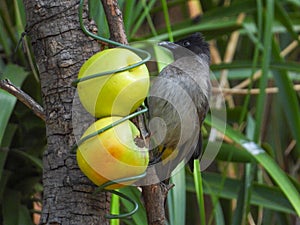 Dark-capped bulbul isolated a birdfeeder