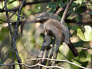 Dark-capped bulbul isolated in the wild