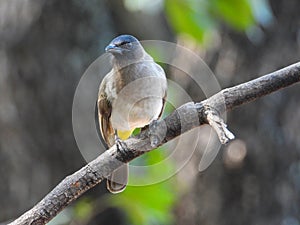 Dark-capped bulbul isolated in the wild