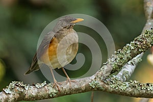 Dark-capped Bulbul - Pycnonotus tricolor