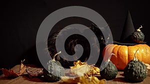 Dark cat next to a red pumpkin on a black background.