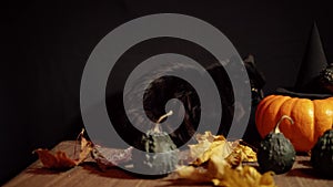 Dark cat next to a red pumpkin on a black background.