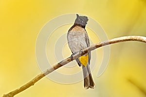 Dark-cDped bulbul Pycnonotus tricolor, bird sitting on the branch,Dark-caped bulbul, Pycnonotus tricolor, bird sitting on the bran