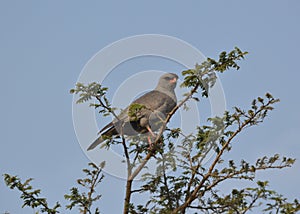 Dark chanting goshawk