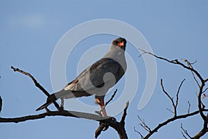 Dark Chanting Goshawk