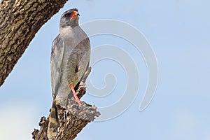 Dark Chanting Goshawk