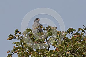 Dark chanting goshawk Melierax metabates