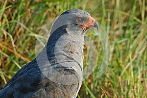 Dark Chanting Goshawk (Melierax metabates) photo