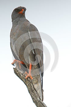 Dark Chanting Goshawk (Melierax metabates) . photo