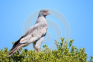 Dark chanting goshawk perched on the green tree