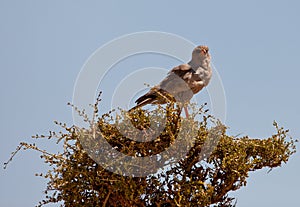 A Dark-chanting Goshawk on a tree