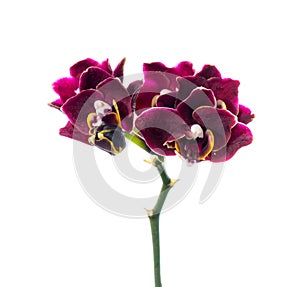 Dark-cherry orchid isolated on the white