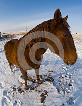 Dark chestnut horse