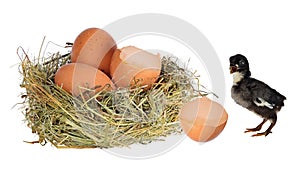 Dark chicken near nest with eggs