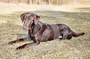 Dark Chocolate Labrador Retriever