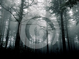 Dark cinematic moody forest myst and shadow photo