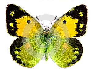 Dark Clouded Yellow butterfly (Colias croceus) photo