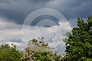 Dark clouds above the trees