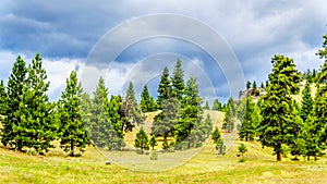 Dark Clouds hanging over Lodgepole Pine trees on the rolling hills in a dry region of the Okanagen along Highway 5A i9n BC