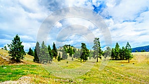 Dark Clouds hanging over Lodgepole Pine trees on the rolling hills in a dry region of the Okanagen along Highway 5A i9n BC