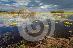 Dark clouds over the marshes