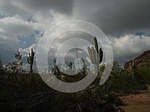 Dark clouds over Saguaro cacti in the Arizona desert.