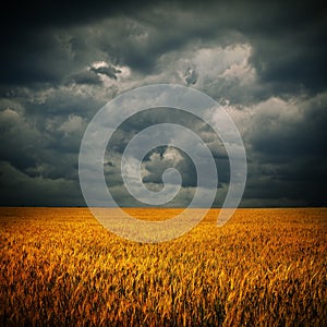 Dark clouds over wheat field