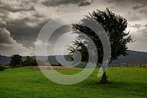 Dark clouds, stormy sky and one tree on a meadow in carpathian mountains, wind, countryside, spruces on hills, beautiful nature,