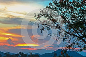 Dark Cloudy Twilight on Sky, Beautiful sundown, Cloud cross on blurry sunset and Flam-boyant, The Flame Tree, Royal Poinciana.