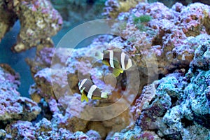 Dark clown fish photo