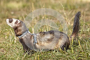 Dark color ferret relaxing on summer meadow grass