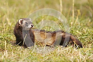 Dark color ferret relaxing on summer meadow grass