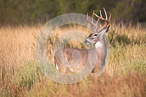 Dark colored antlers