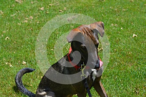 Dark Colored Arubian Cunucu Island Dog