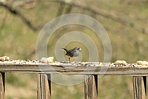 Dark colored avian ready to eat