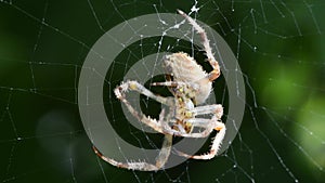The dark colored brown sailor spider neoscona Nautica on its web. side view.