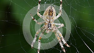 The dark colored brown sailor spider neoscona nautica on its web. side view.