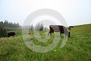 Dark-colored cows graze on the Carpathian meadows of Ukraine.